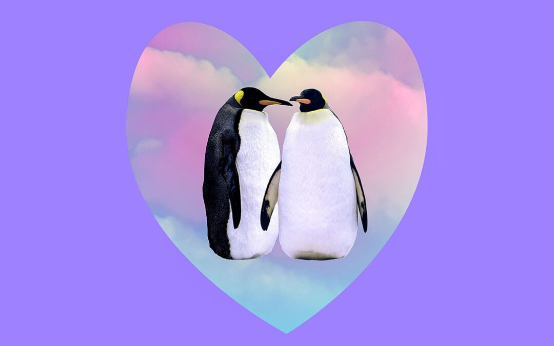 Collage de dos pingüinos enmarcados en un corazón
