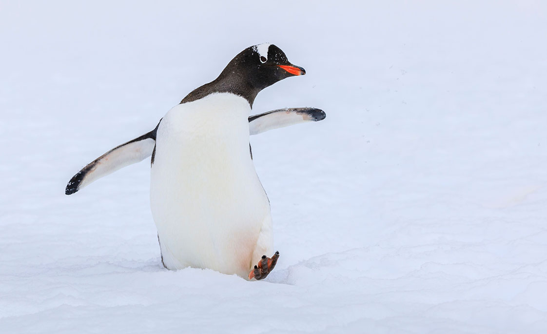 Foto de un pingüino atravesando la nieve